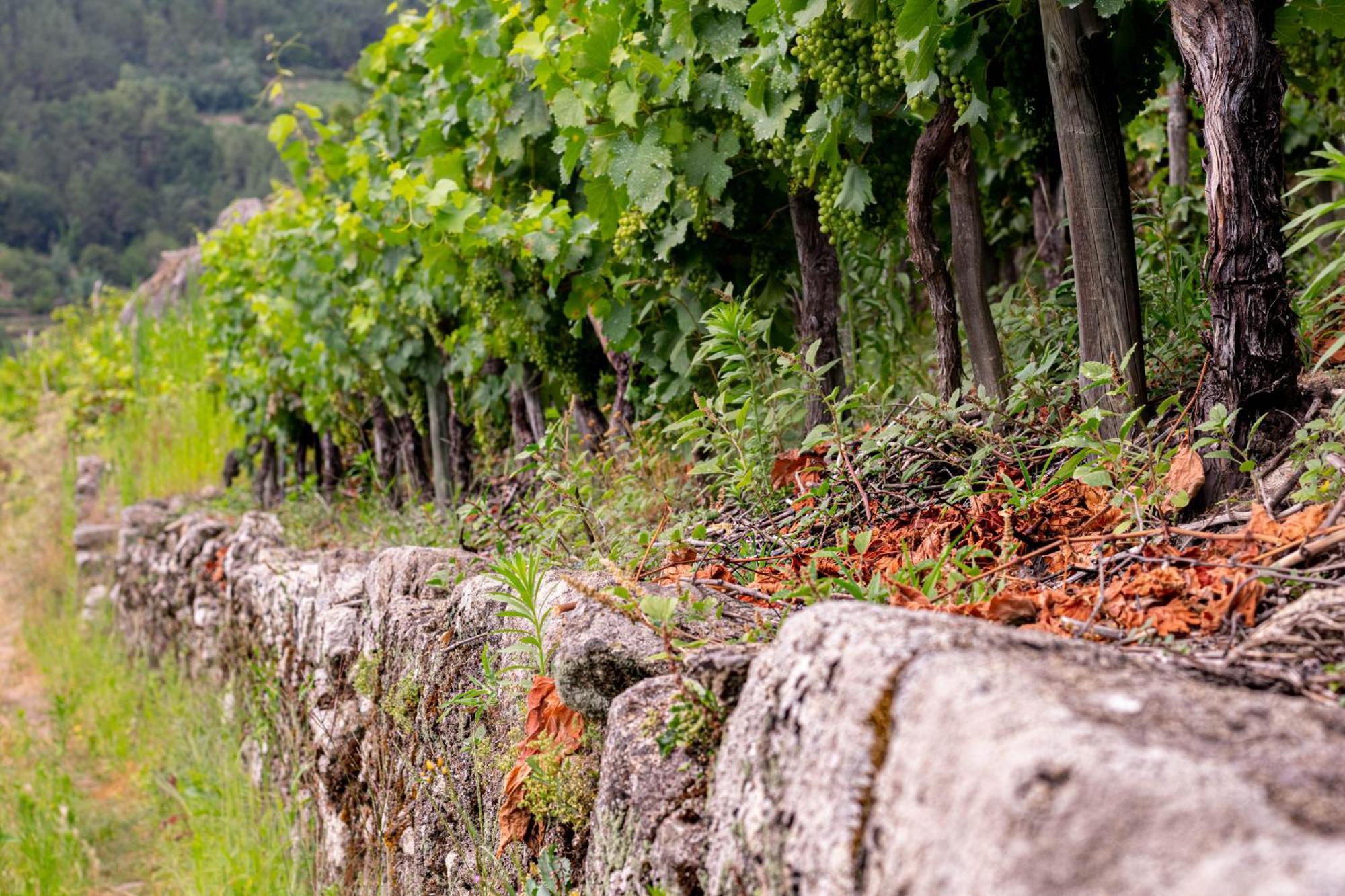 Ecolagar O Barqueiro Villa Pantón Dış mekan fotoğraf